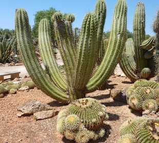 Schöne Wege mit Bänken im Botanicactus