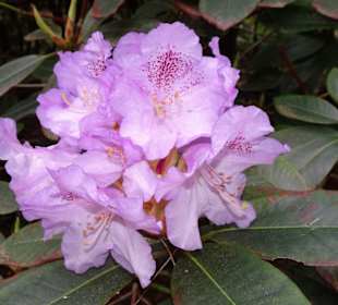 Impressionen aus dem Rhododendronpark Gristede