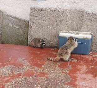 Waschbär amm Pier