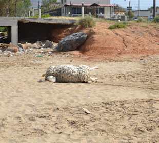Abfall und tote Tiere am Strand
