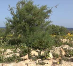 Promenade