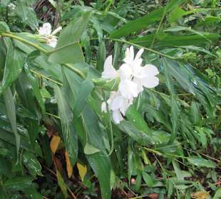 Schmetterlingsblume/Nationalblume Kubas
