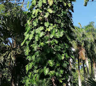 Sir Seewoosagur Ramgoolam Botanical Garden / Pamplemousses B