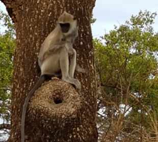 Affe
