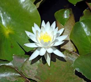Seerose