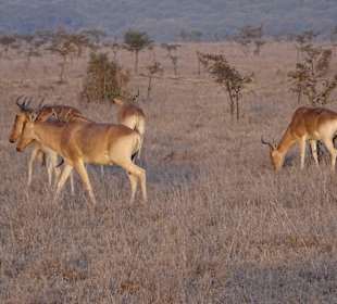 Löwenfutter im Nairobi Nationalpark