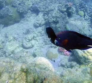Parrotfish