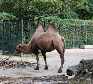Zoo Magdeburg