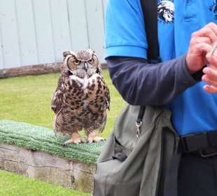 Burren Birds of Prey Center