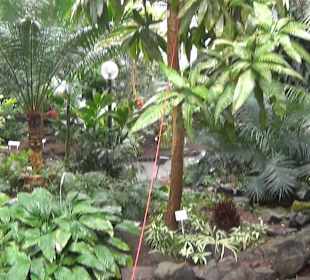 Tropicarium - Feuchte Tropen