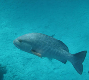 Snapper