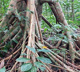 Parque Natural Obô do Príncipe