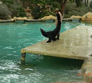 Robbe während der Show