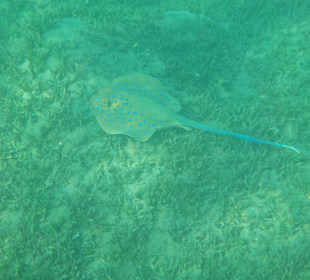 Hausriff - den Rochen haben wir fast jeden Tag gesehen 