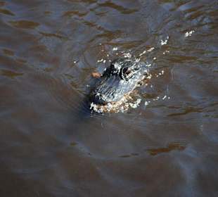 Aligator in den Everglades