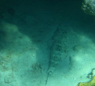 Teppichkrokodilfisch