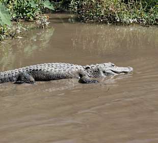 Airboat-Tour