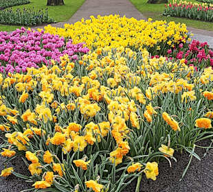 Und noch mehr Tulpen