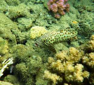 Schnorcheln Lahami 2013