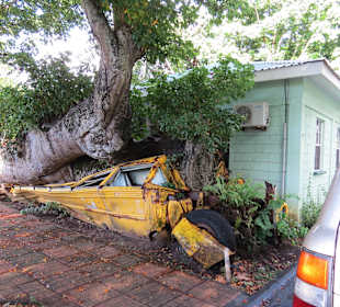 Domenica Botanischer Garten