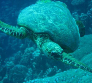 Big Turtle beim Tauchgang am Nachbarhausriff