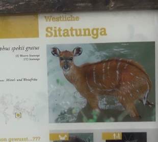 Afrika Bereich - Sitatunga