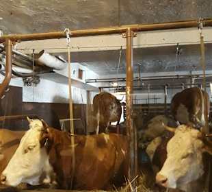 Restaurant Stanglwirt