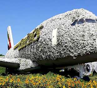 Miracle Garden