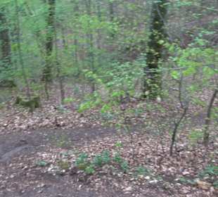 Premiumwanderweg Hochgebürzelt