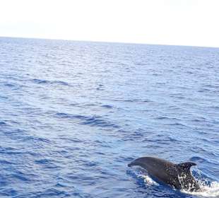 Delfine bei der Katamaran-Tour