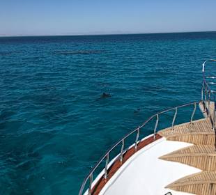 Delfin Tour Hurghada