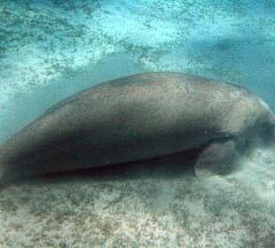 Dugong 