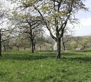 Wanderweg Firstwaldrunde