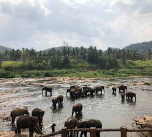 Elefanten des Waisenhauses in Pinnawala