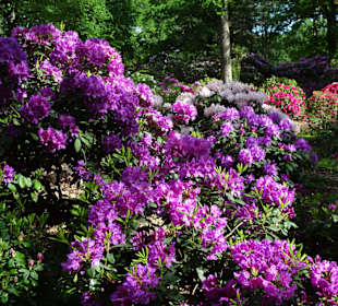 Hauptblüte im Rhododendronpark Bremen