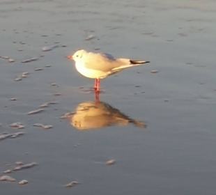 Ostseestrand in der Nähe