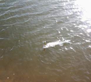 Zander in the october sun