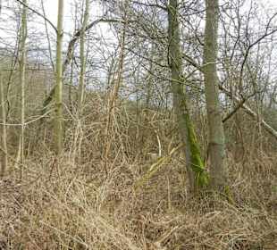Naturschutzgebiet Boberger Niederung