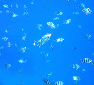 Wunderschöne Unterwasserwelt