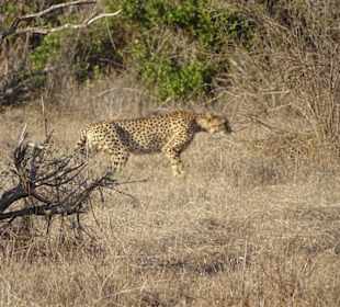 Julius Tact / JT Safaris 