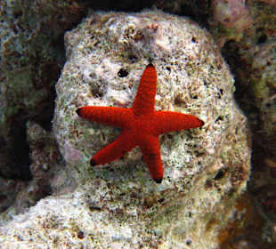 Schwarzecken-Seestern