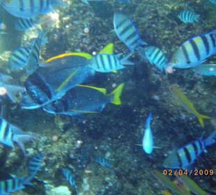 Hier gibt es genug zum Futtern