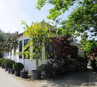 Peterhof-Pflanzen in Hanhofen