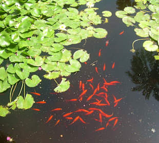 Fish pond