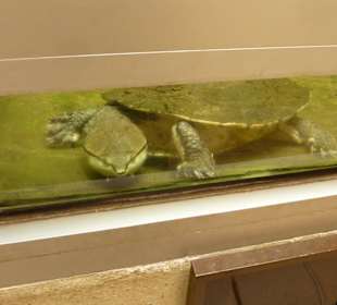 Froschkopf - Schildkröte
