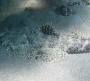 Teppich-Krokodilfisch