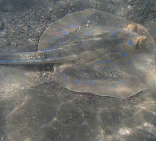 Überall zu sehen: Blaupunktrochen