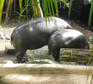 Taronga Zoo