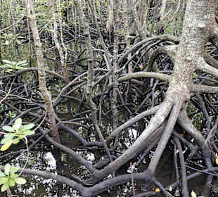 Holzstege führen durch die Mangroven