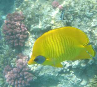 Schöner leuchtender gelber Fisch.